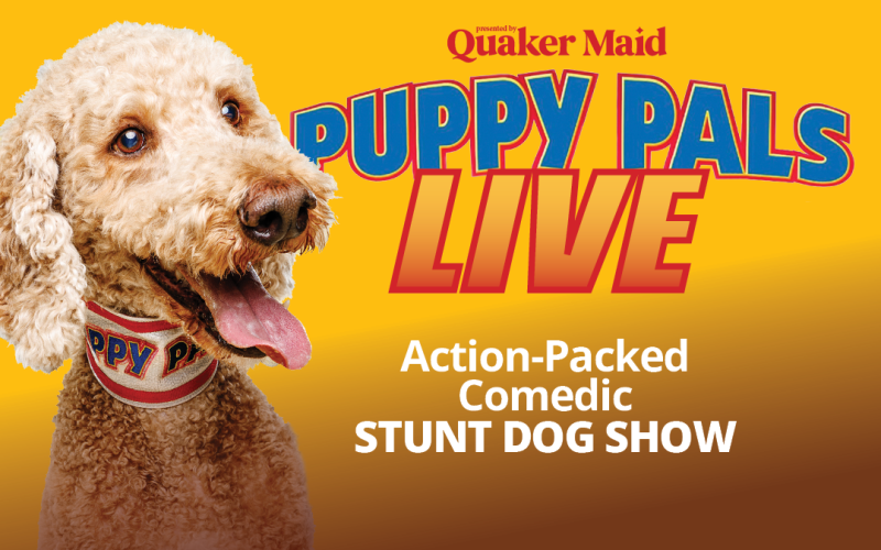 Puppy Pals Live